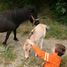 3 Day Old Foal